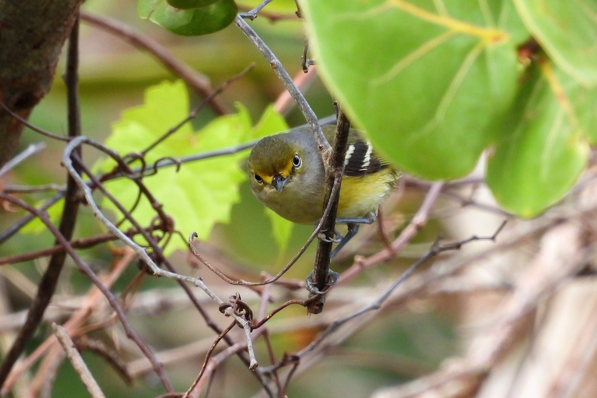 White-eyed Vireo - ML610927042