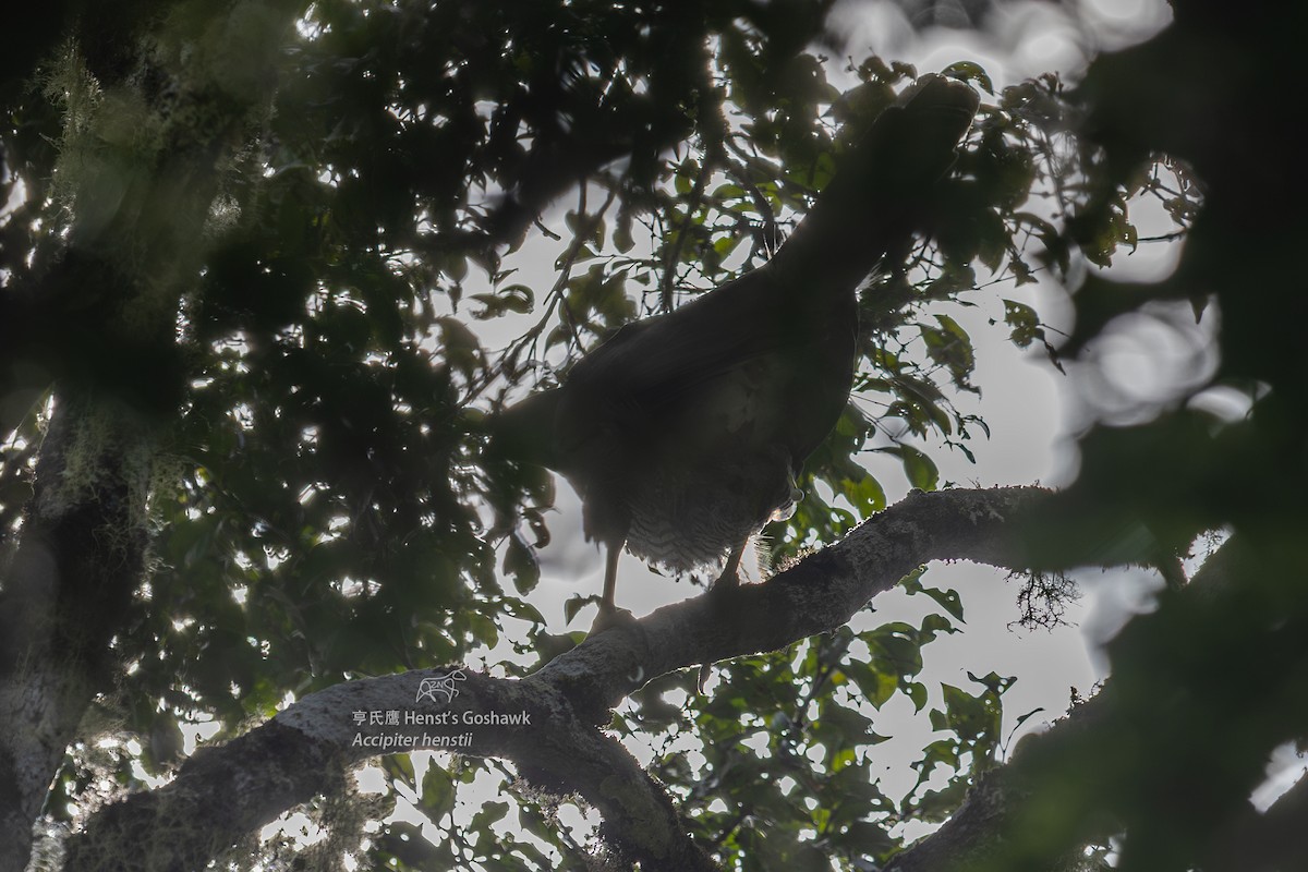 Henst's Goshawk - ML610927064