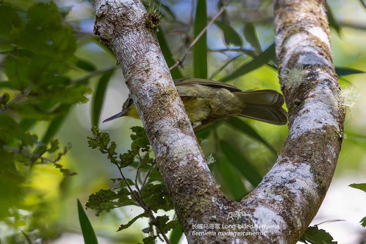 Long-billed Bernieria - ML610927110