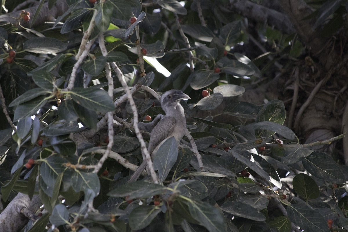 Indian Gray Hornbill - ML610927139