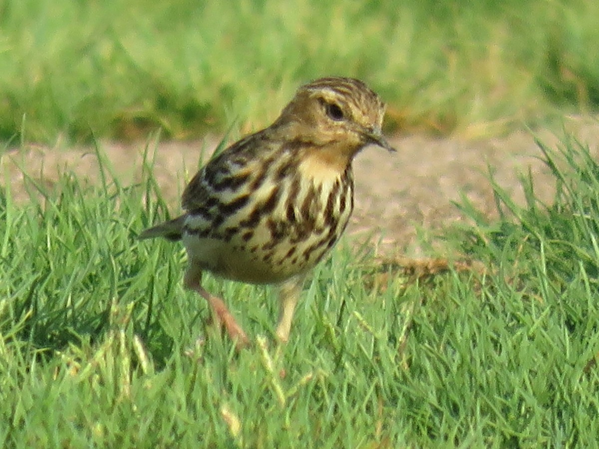 Red-throated Pipit - ML610927166