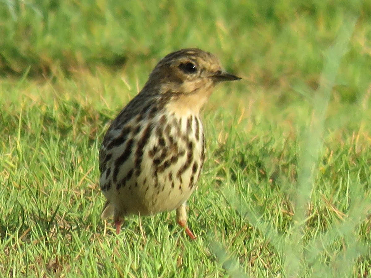 Red-throated Pipit - ML610927167