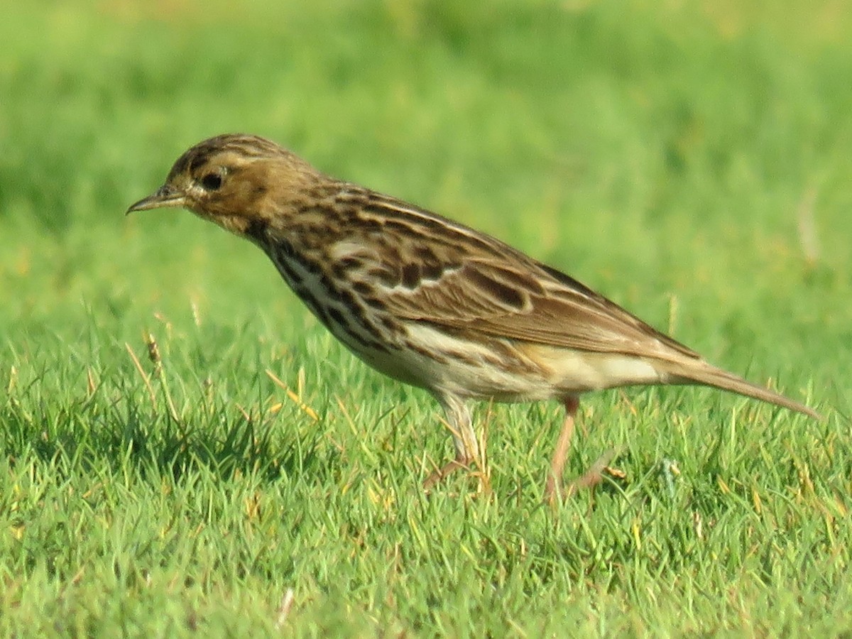 Red-throated Pipit - ML610927168