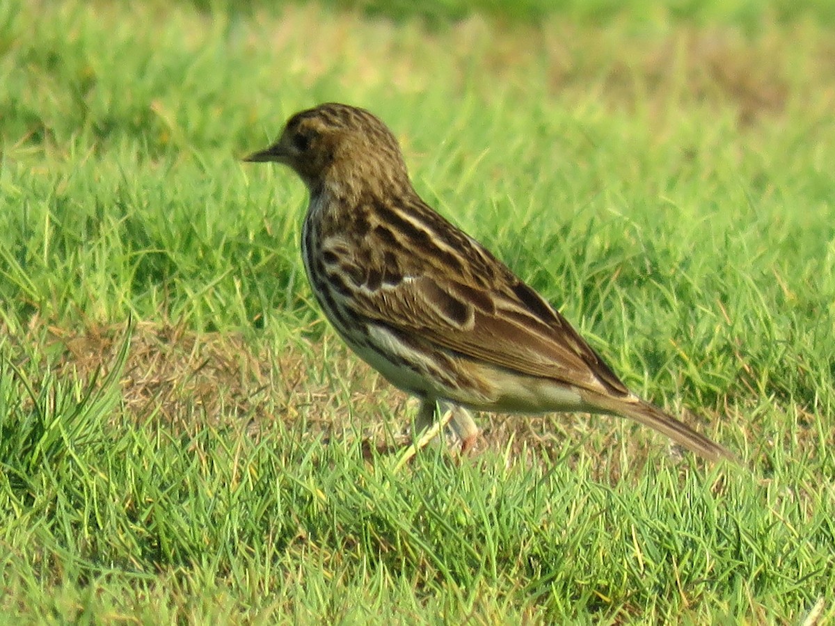 Red-throated Pipit - ML610927169