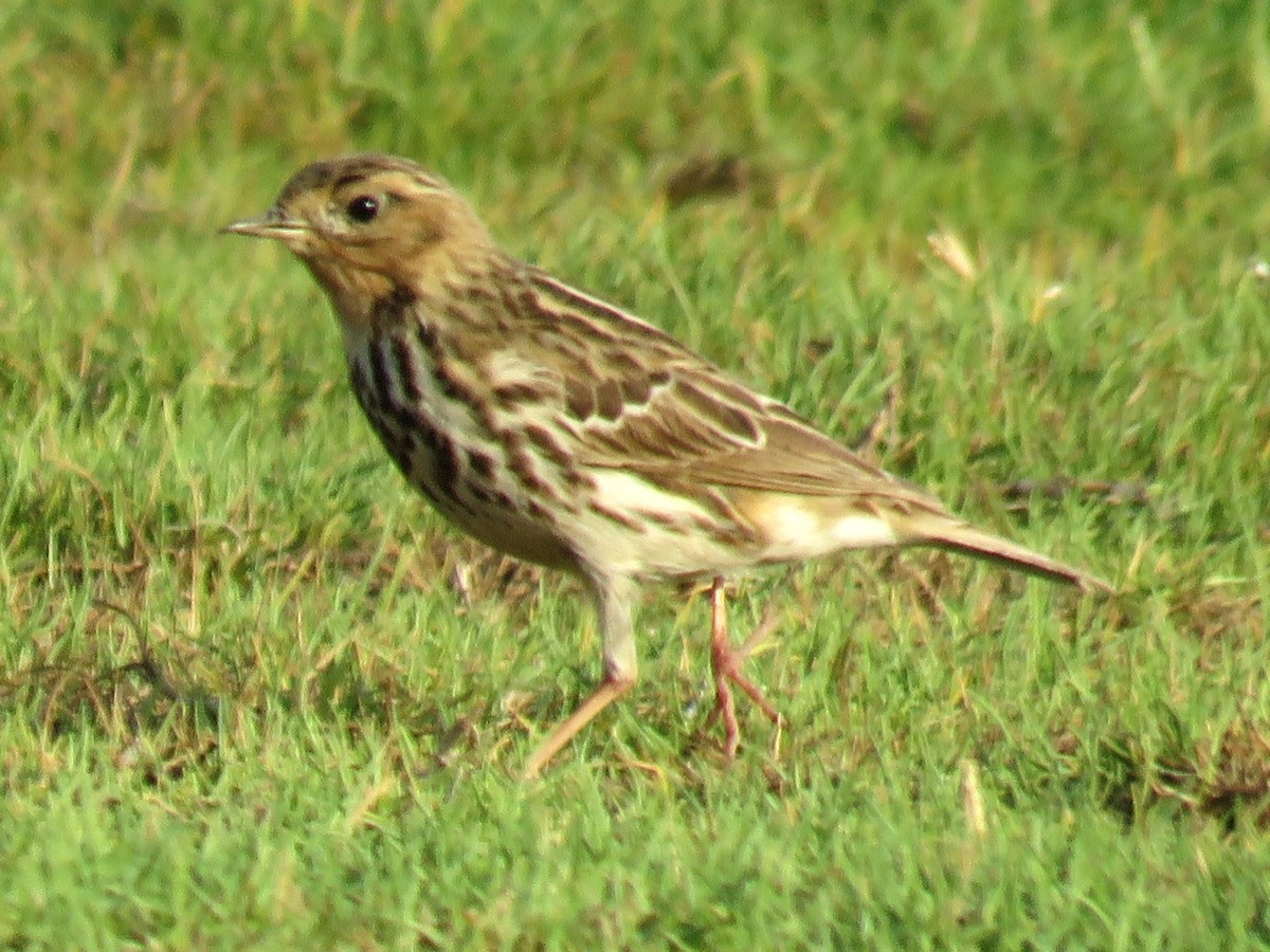Red-throated Pipit - ML610927170