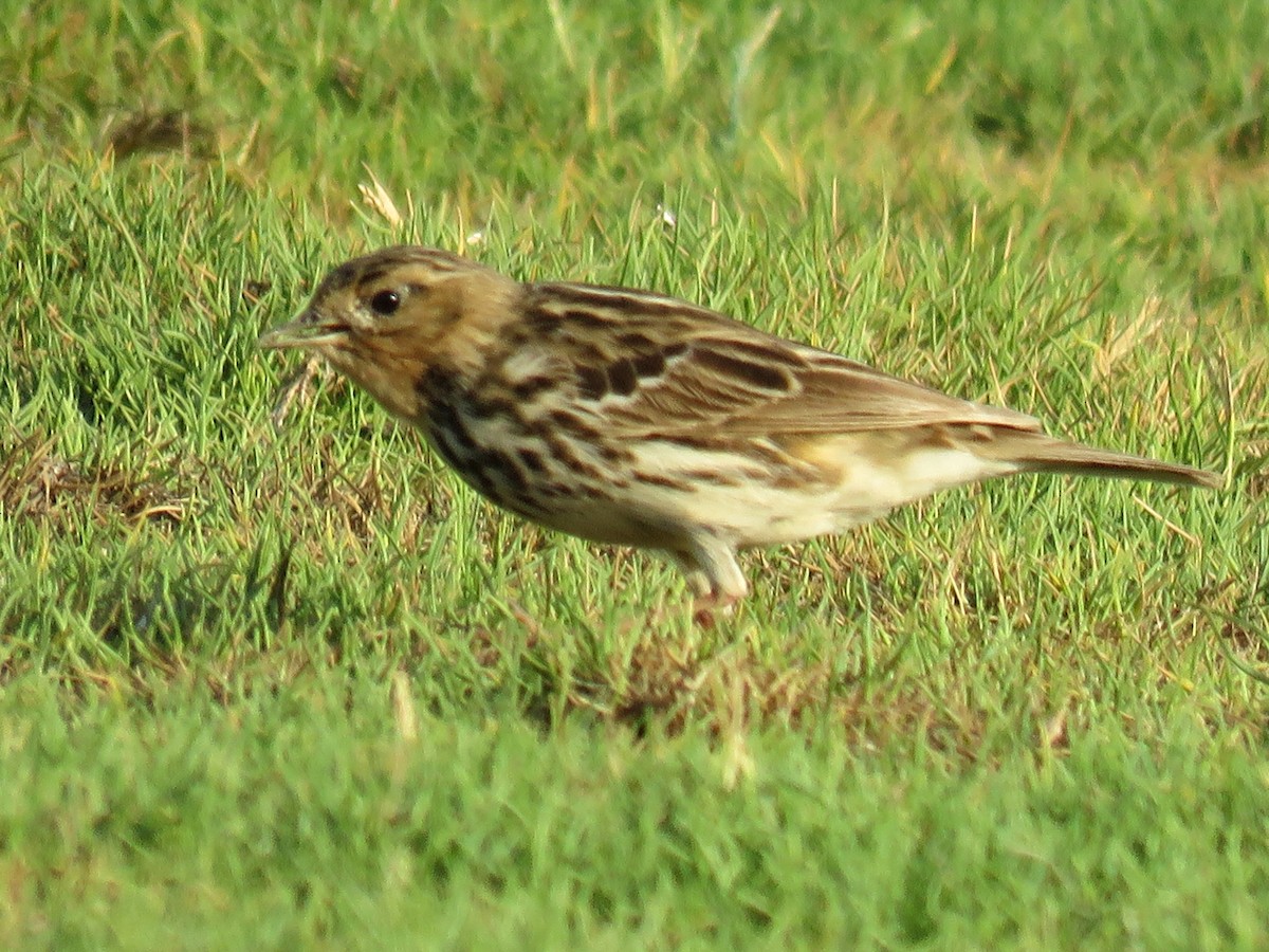 Red-throated Pipit - ML610927171