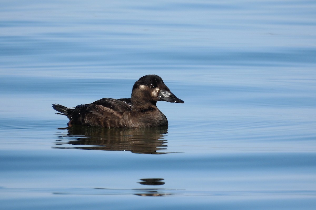 Surf Scoter - ML610927178