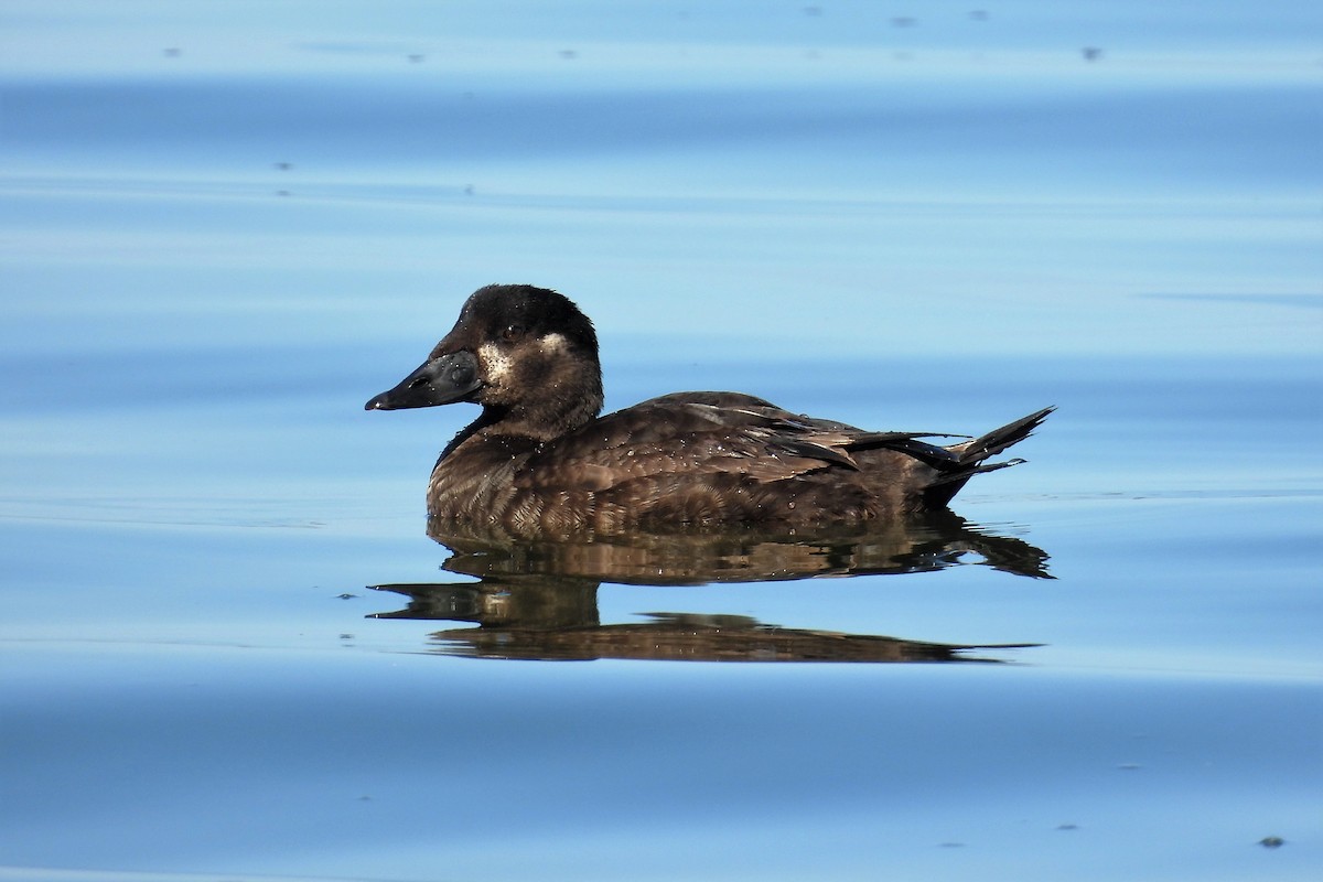 Surf Scoter - ML610927180