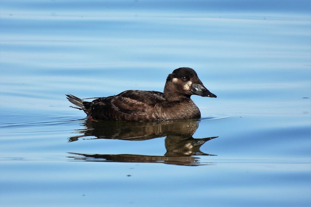 Surf Scoter - ML610927184