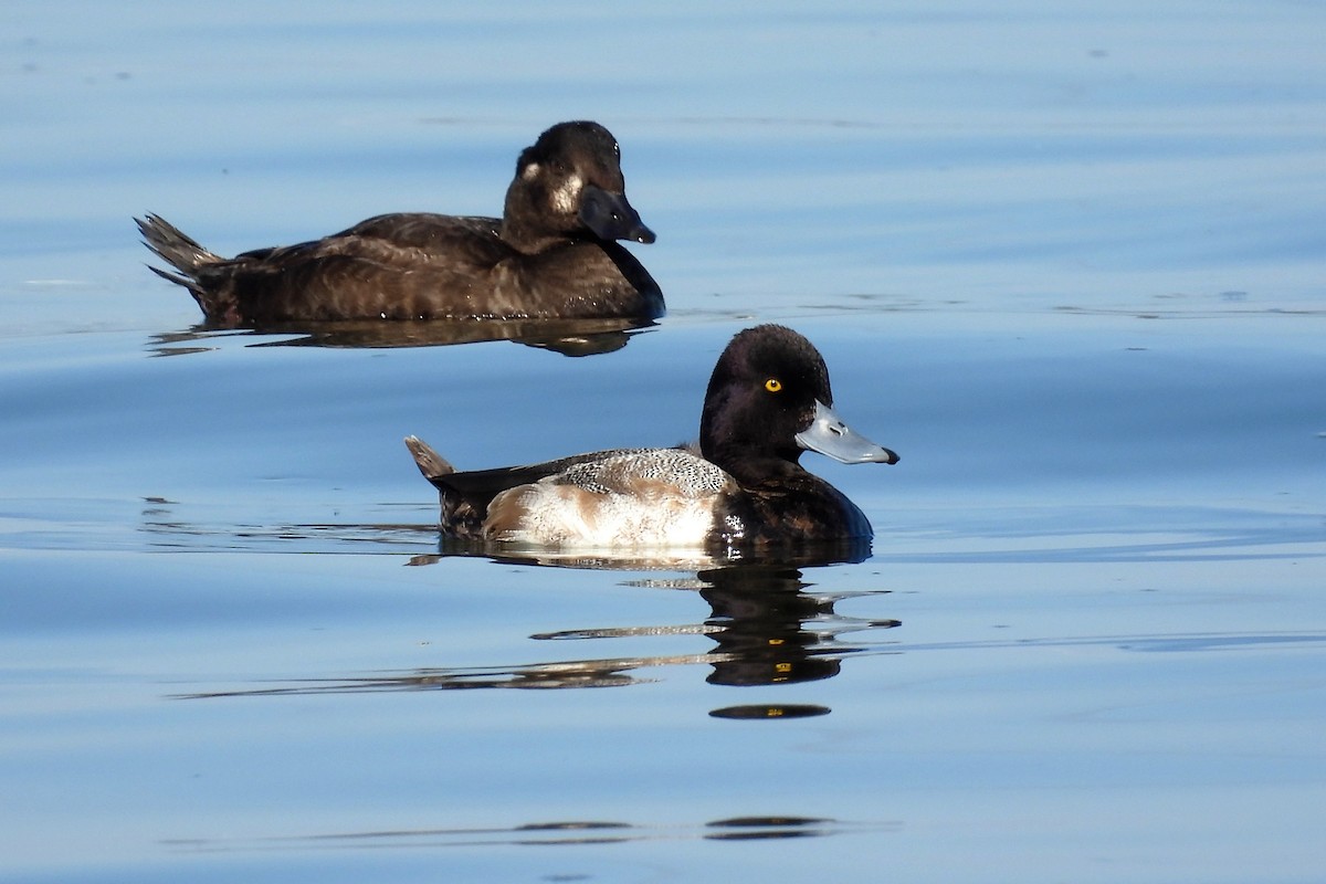 Lesser Scaup - ML610927197