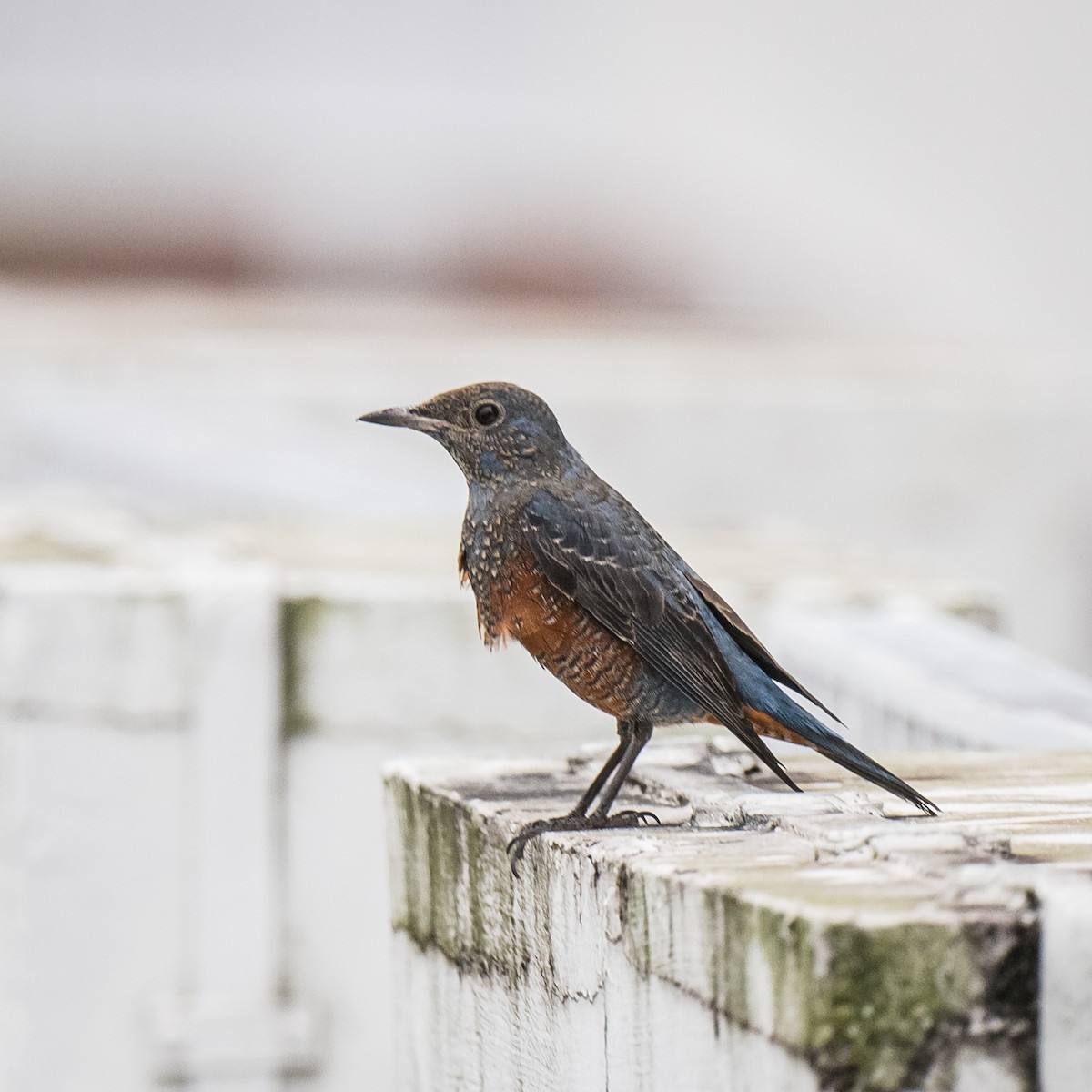 Blue Rock-Thrush - Boon Chong Chen