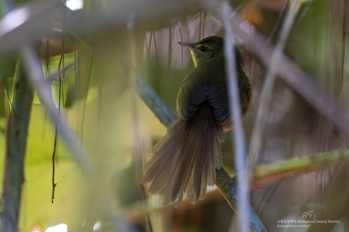 Malagasy Brush-Warbler (Malagasy) - ML610927353