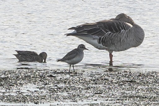 Black-bellied Plover - Stephen Wittkamp