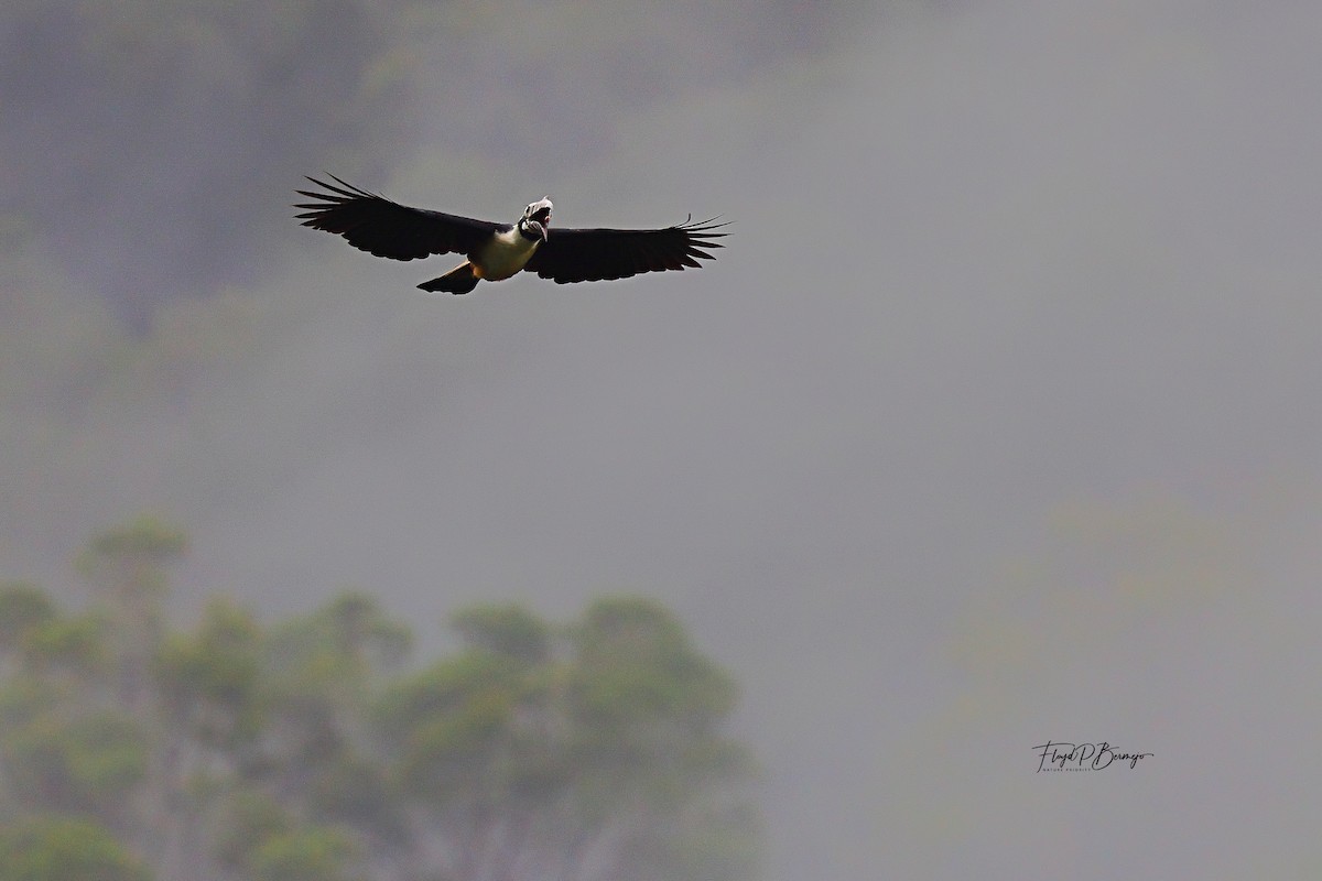 Visayan Hornbill - ML610927408