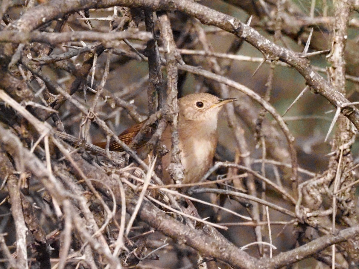 House Wren (Southern) - Todd Deininger