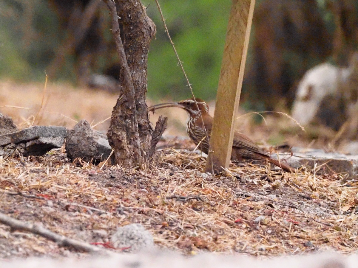 Scimitar-billed Woodcreeper - ML610927487