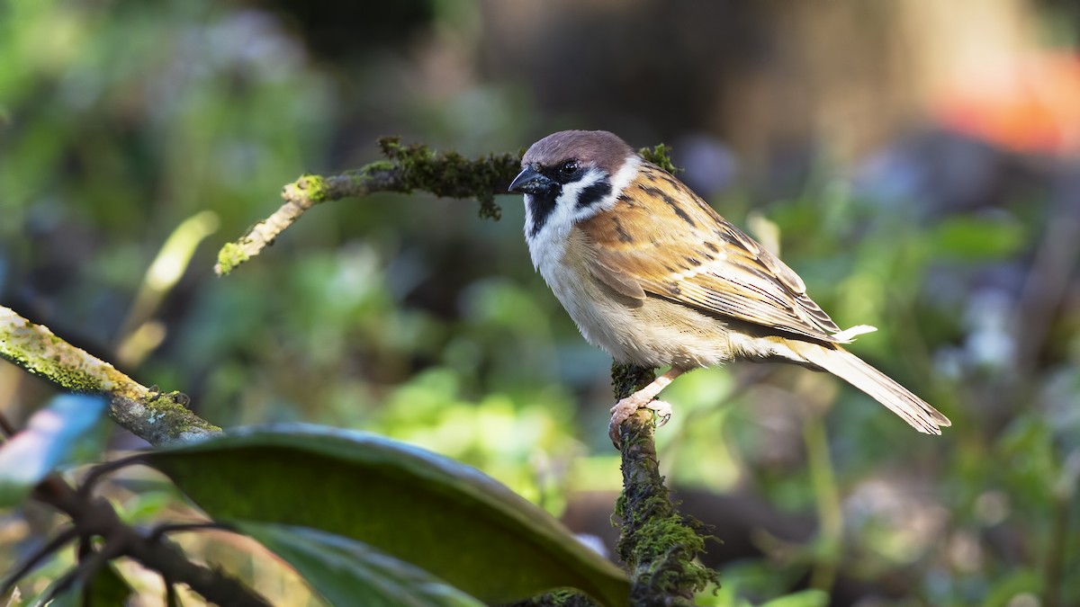 Eurasian Tree Sparrow - ML610927496