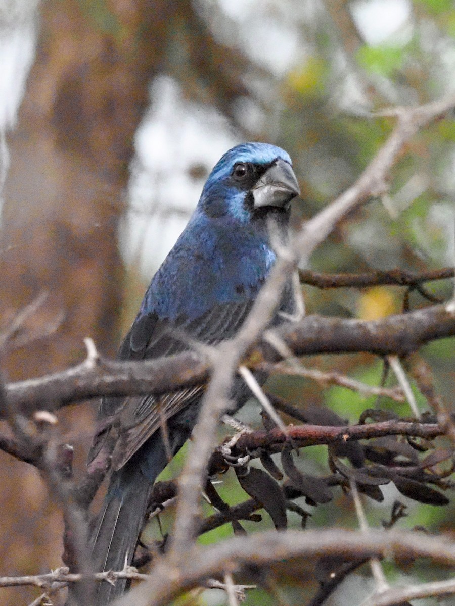 Ultramarine Grosbeak - Todd Deininger