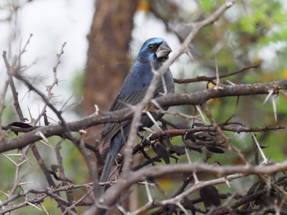 Ultramarine Grosbeak - Todd Deininger