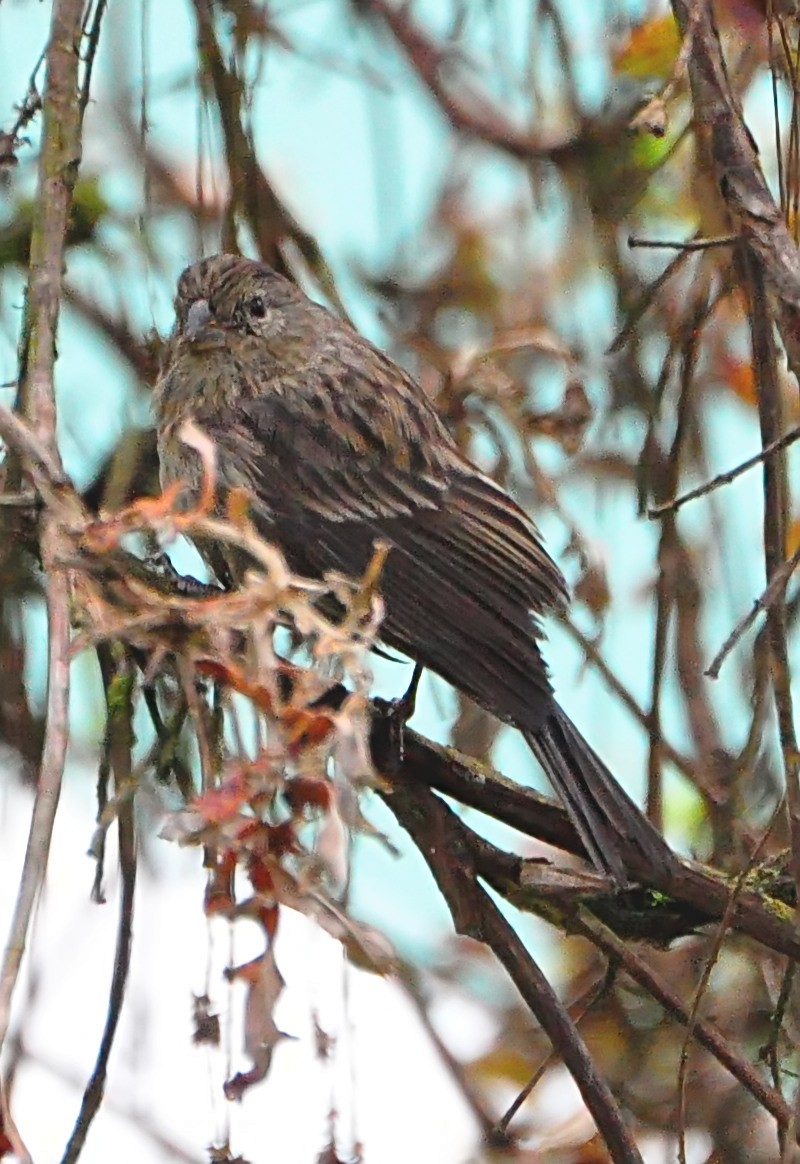 Band-tailed Seedeater - ML610927516