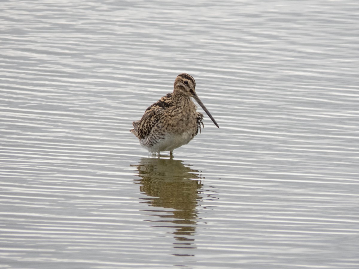 Common Snipe - ML610927542