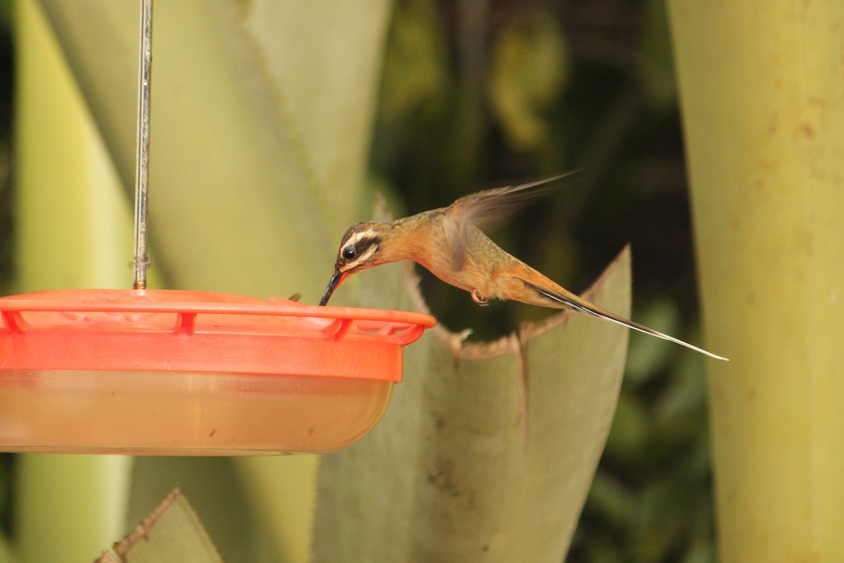 Scale-throated Hermit - ML610927543