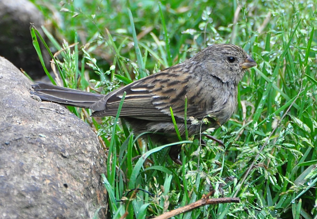 Plain-colored Seedeater - ML610927548