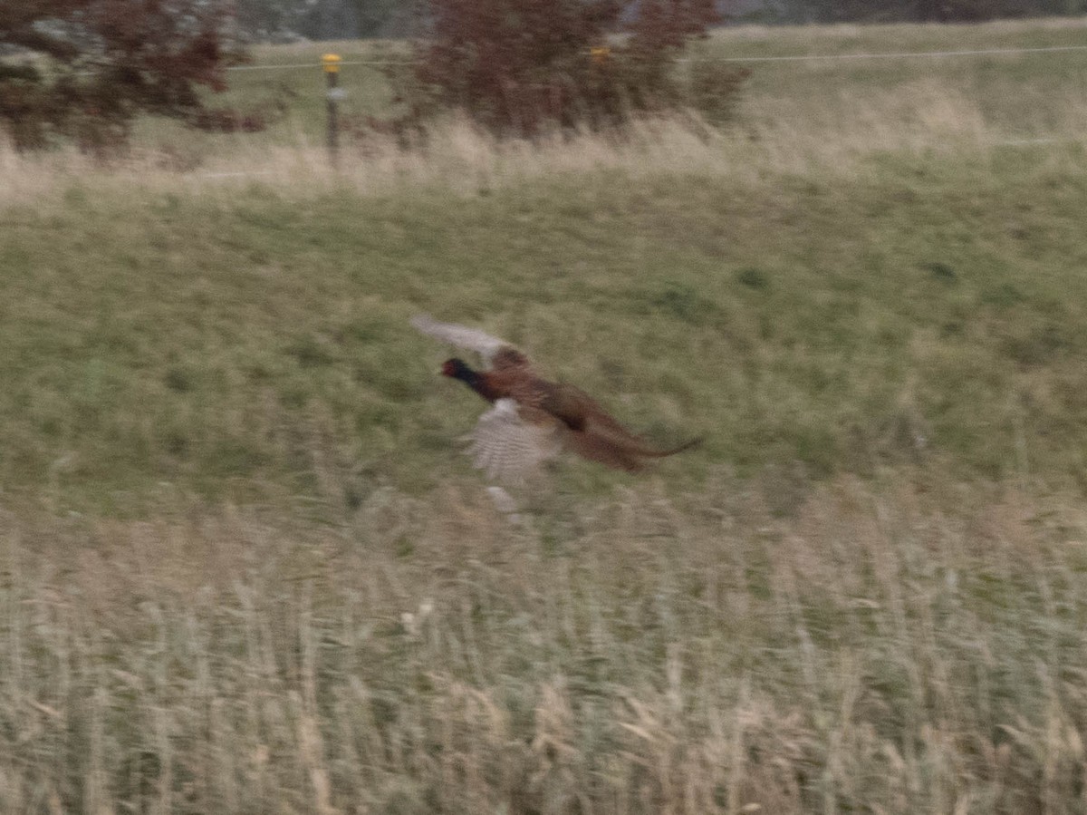 Ring-necked Pheasant - ML610927571