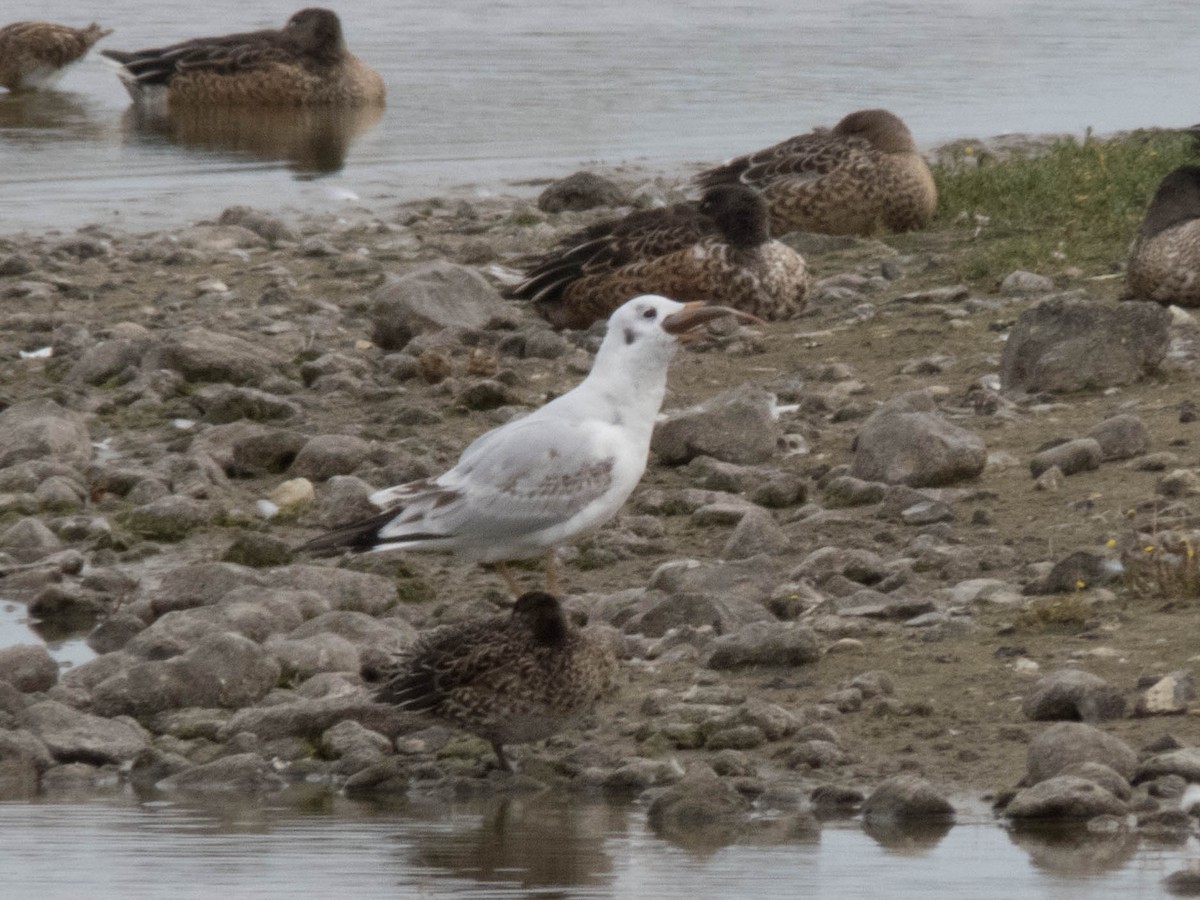 Mouette rieuse - ML610927592