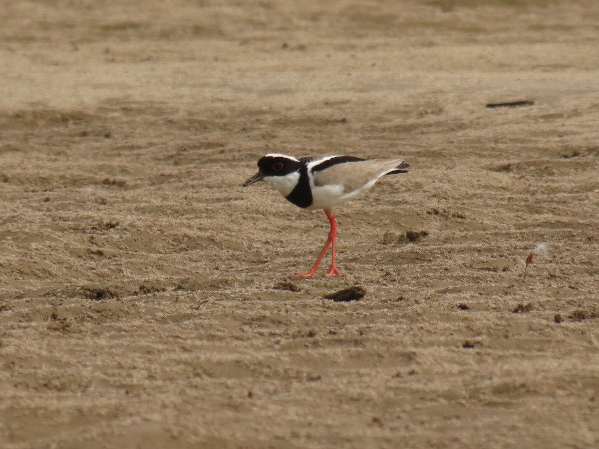 Pied Plover - ML610927605