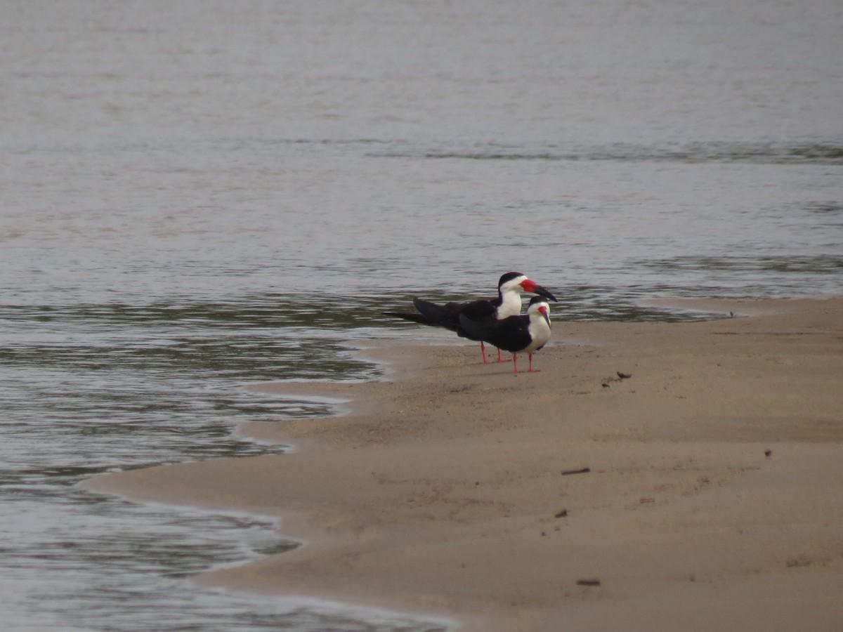 Black Skimmer - ML610927608