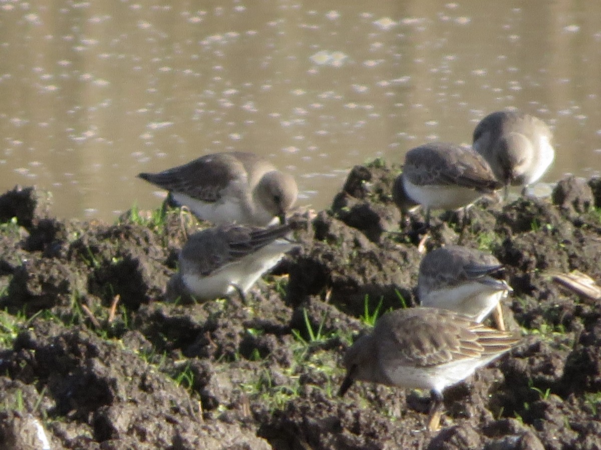 Dunlin - ML610927610