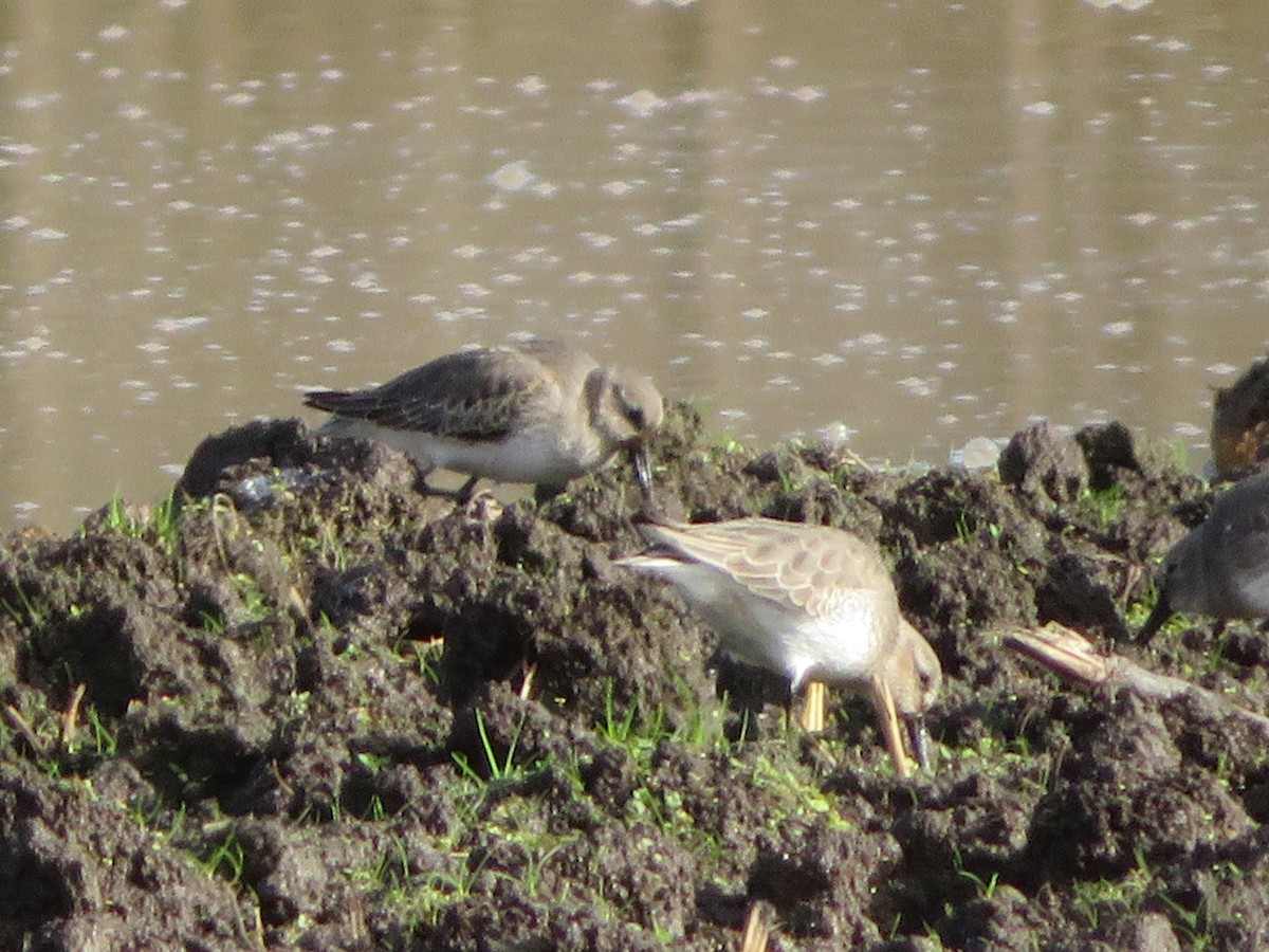 Dunlin - ML610927611