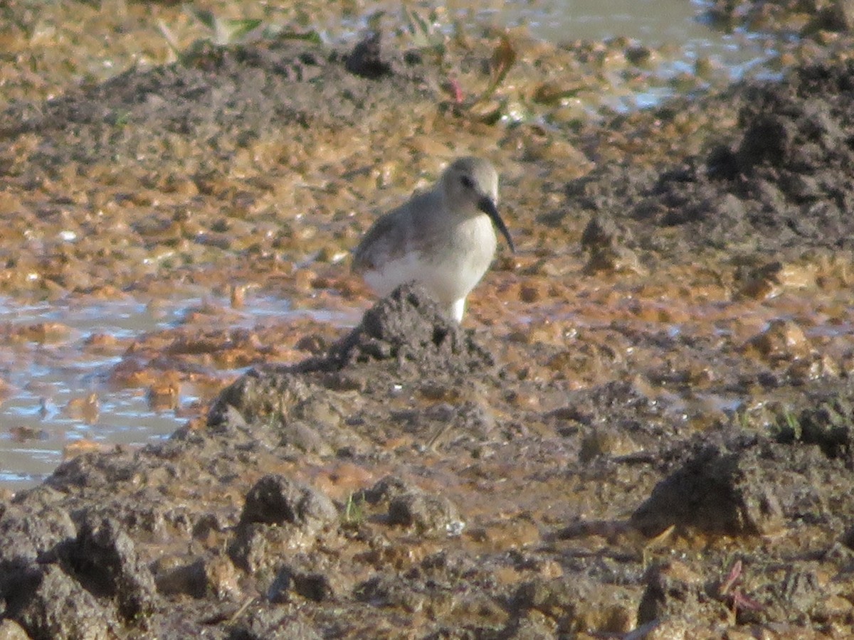 Dunlin - Anonymous