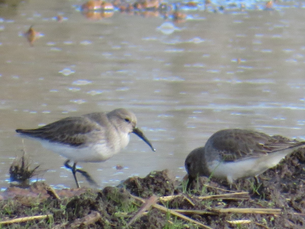 Dunlin - Anonymous