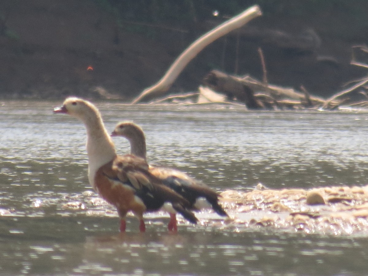 Orinoco Goose - Gary Prescott