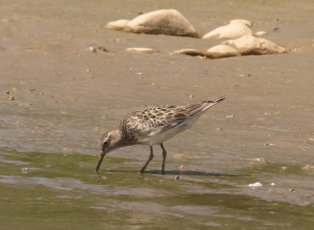 Baird's Sandpiper - Gary Prescott