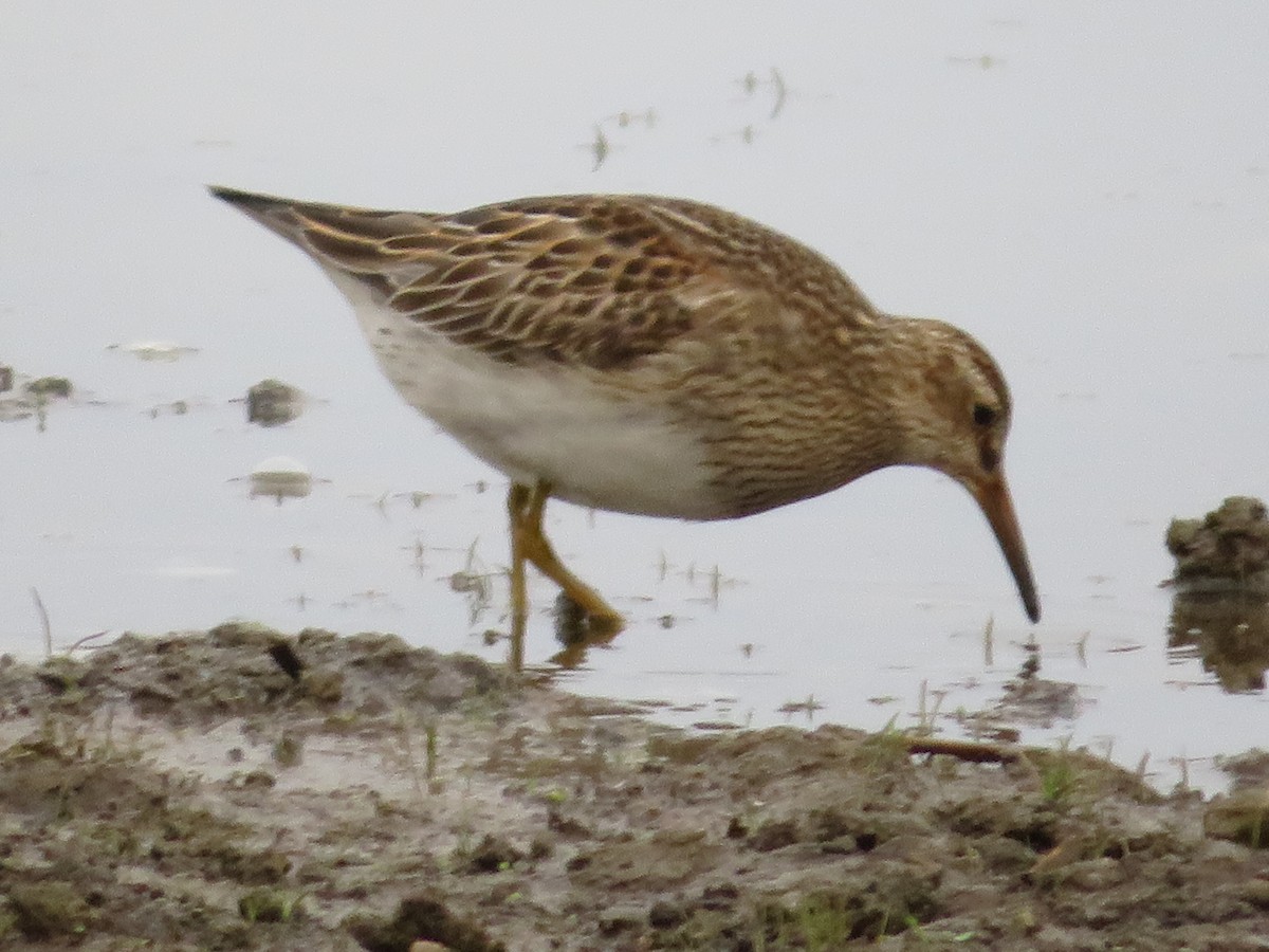 Bécasseau à poitrine cendrée - ML610927628