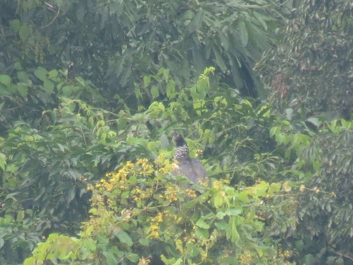 Horned Screamer - ML610927633