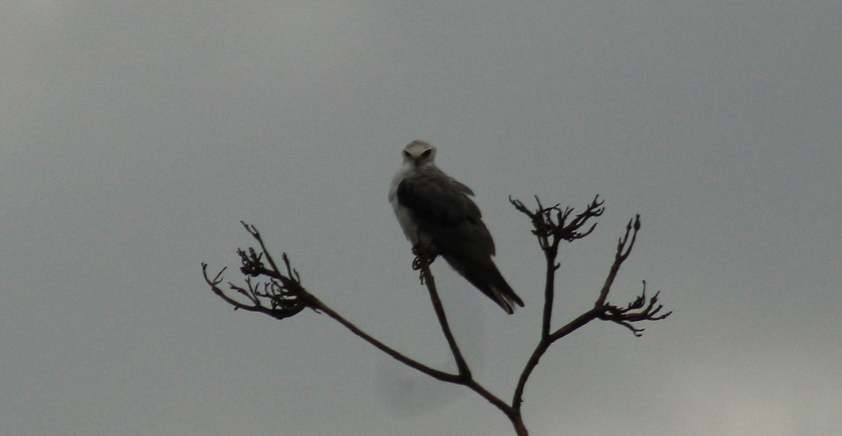 White-tailed Kite - ML610927636