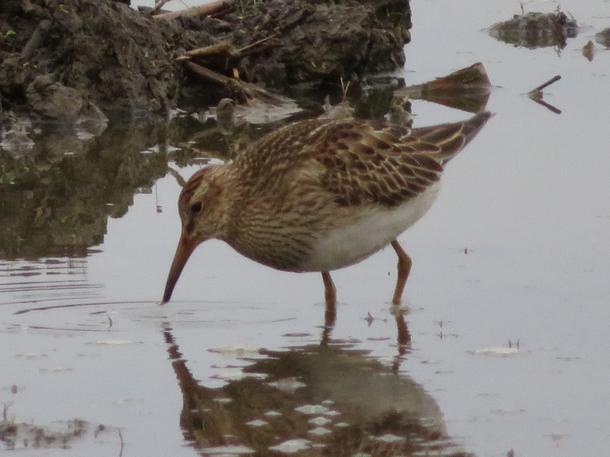 Graubrust-Strandläufer - ML610927642