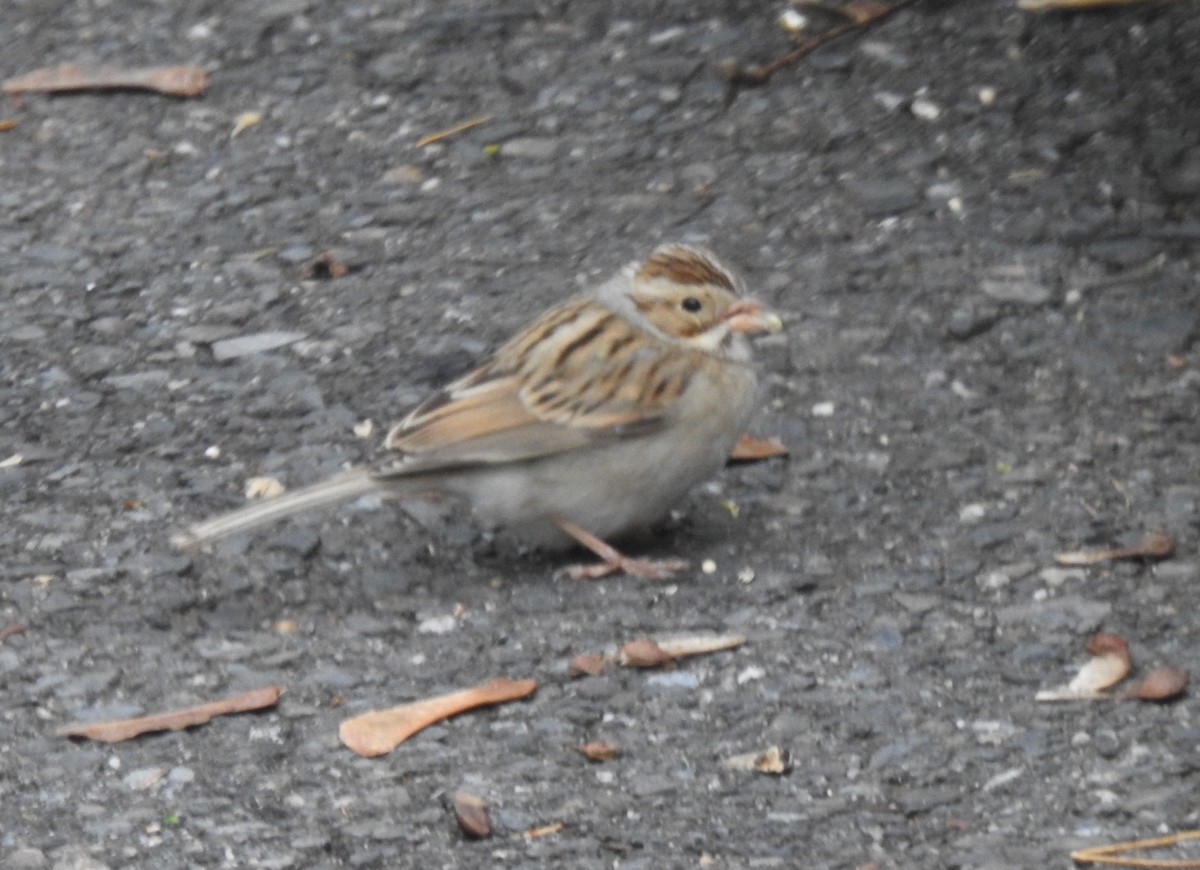 Clay-colored Sparrow - Glenn Hodgkins