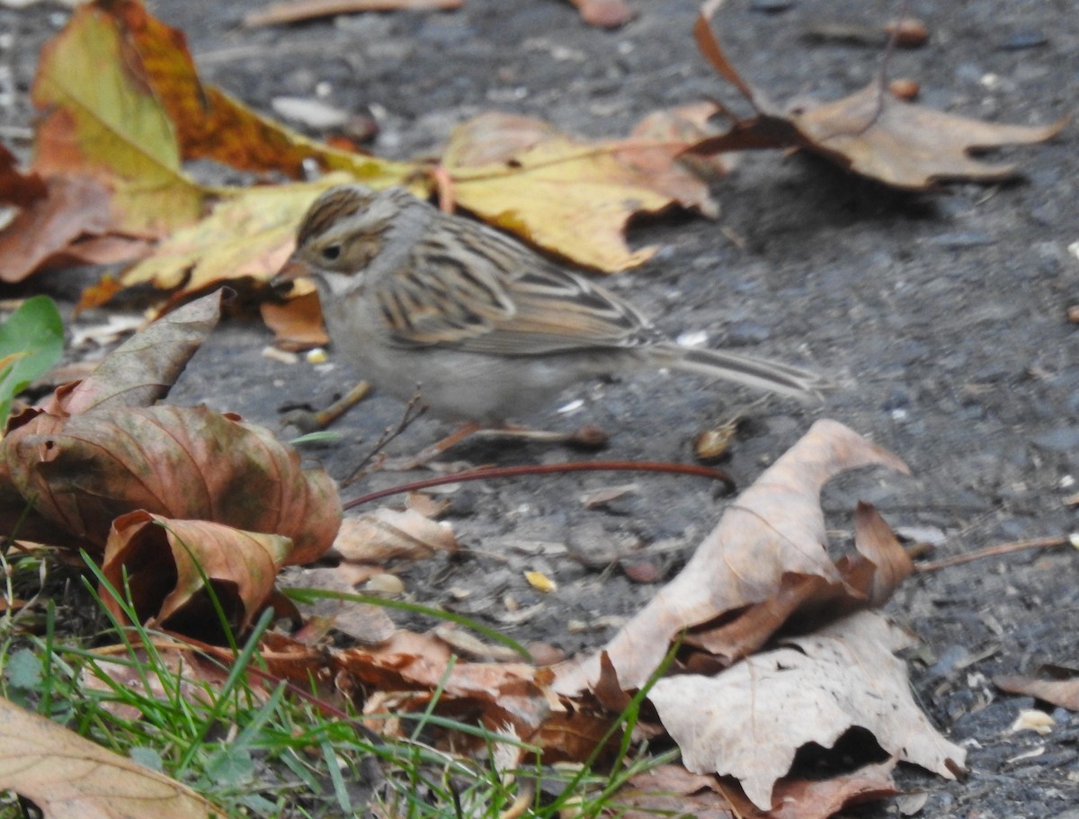 Clay-colored Sparrow - Glenn Hodgkins