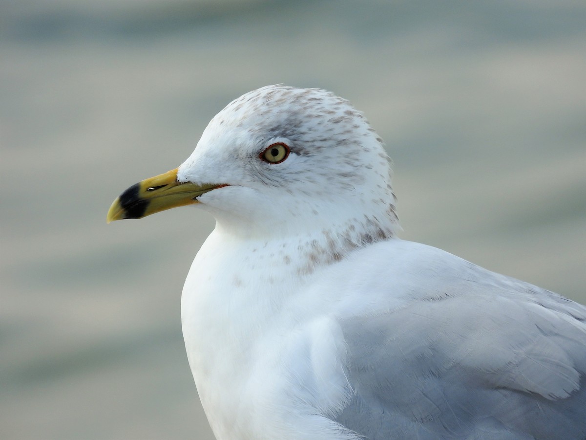 Ring-billed Gull - ML610927679