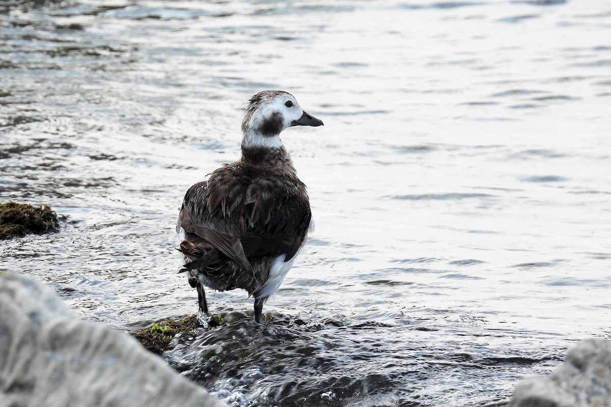 Long-tailed Duck - S. K.  Jones