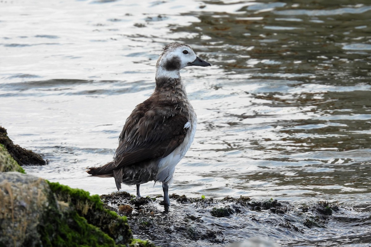 Long-tailed Duck - ML610927695