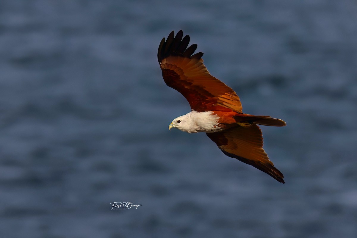 Brahminy Kite - ML610927701
