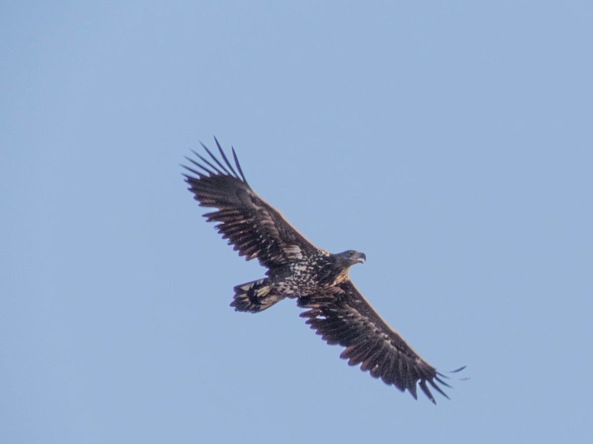 Aquila di mare - ML610927703