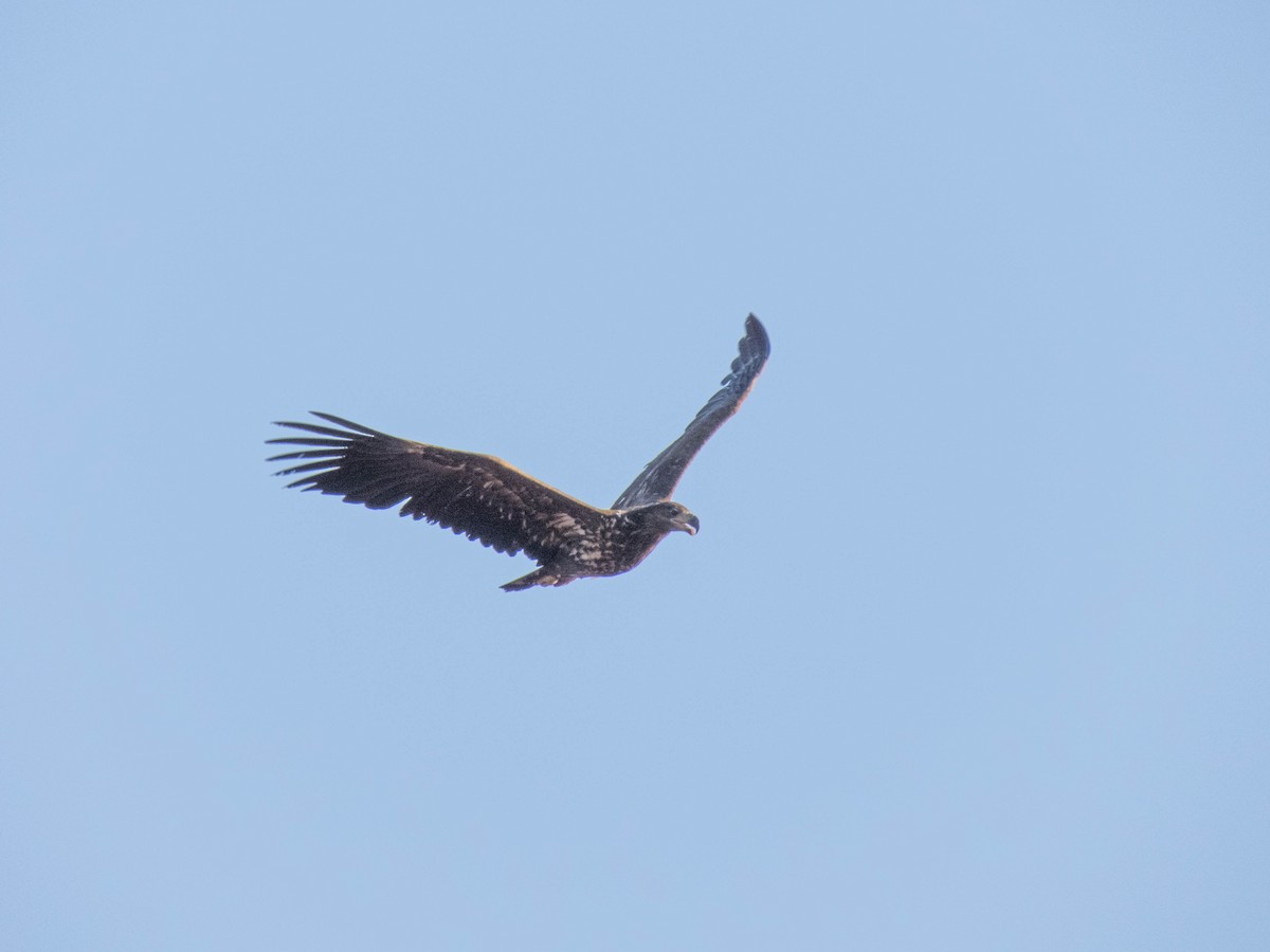 Aquila di mare - ML610927704