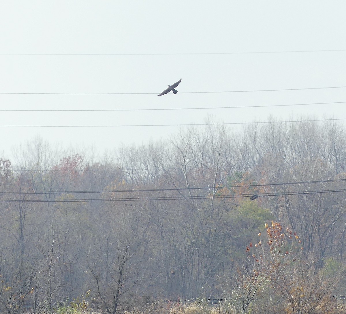 Peregrine Falcon - ML610927733